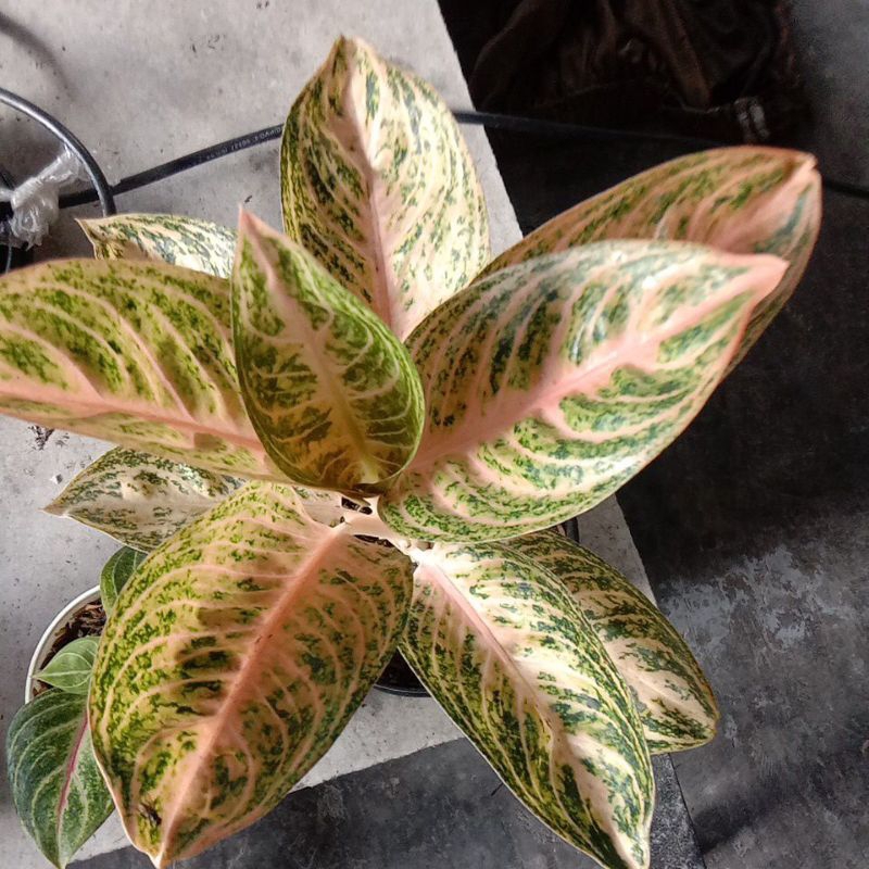 aglo widuri orange induk