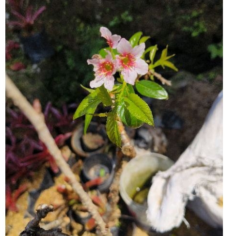 Bibit tanaman sakura cherry blossom (100% asli)