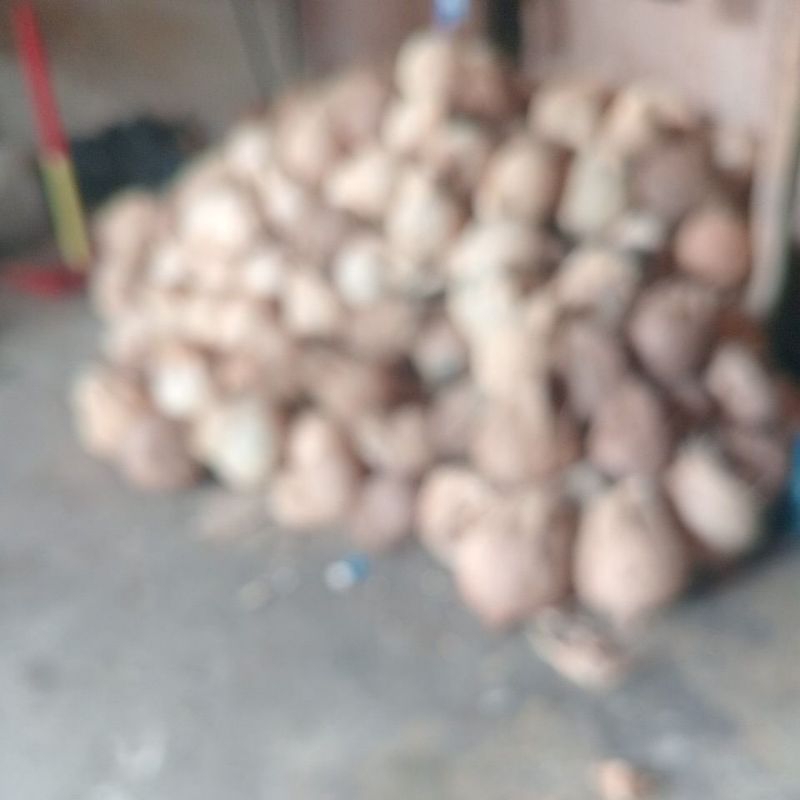 

kelapa kampung