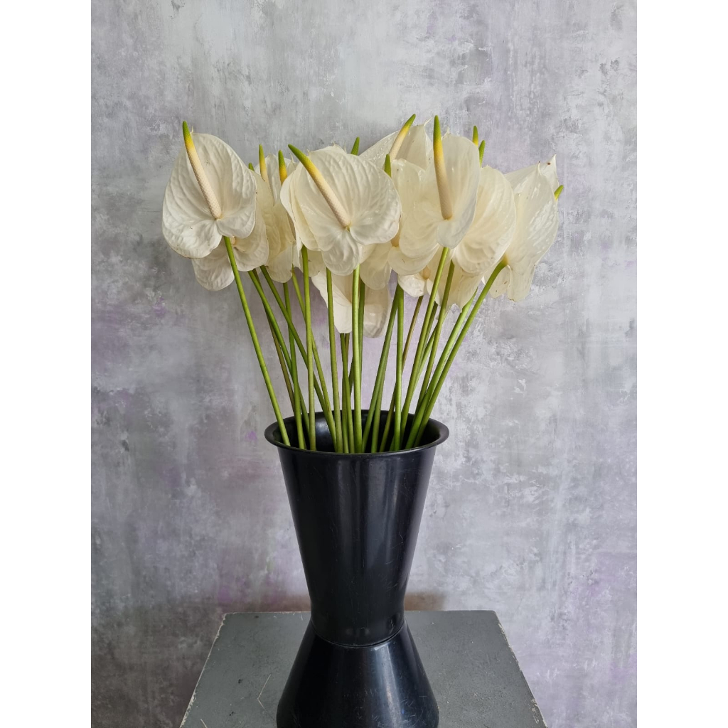 Bunga Potong Anthurium Fresh Flower Dekorasi Bunga Hias