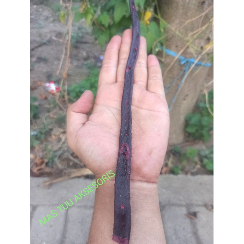 BAHAN AKAR BAHAR MERAH CRISTAL TEMBUS CAHAYA