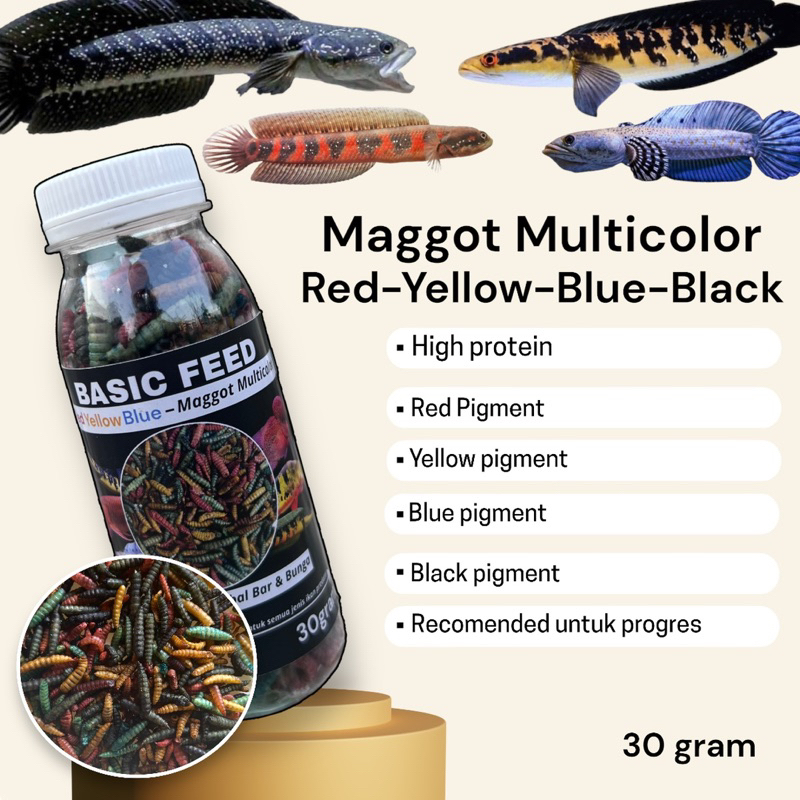 maggot multicolor varian mix red yellow blue black 30gram pakan ikan channa yellow sentarum red bari