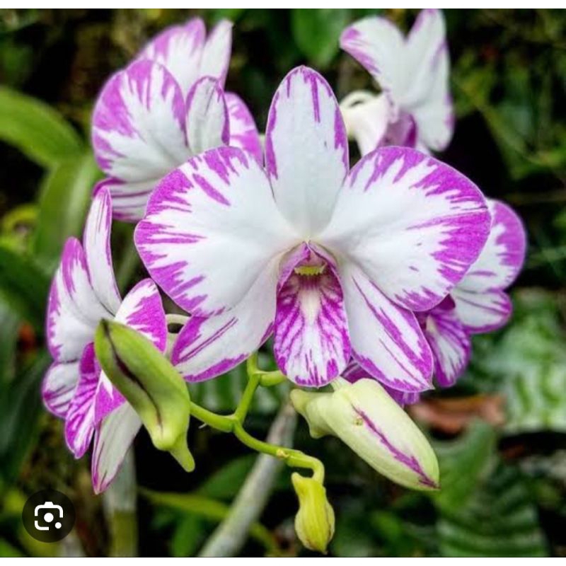 dendrobium enobi splash
