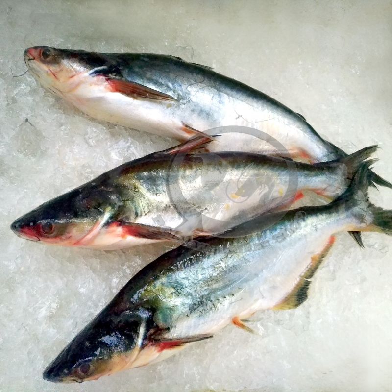 

Ikan Patin segar 1 kg