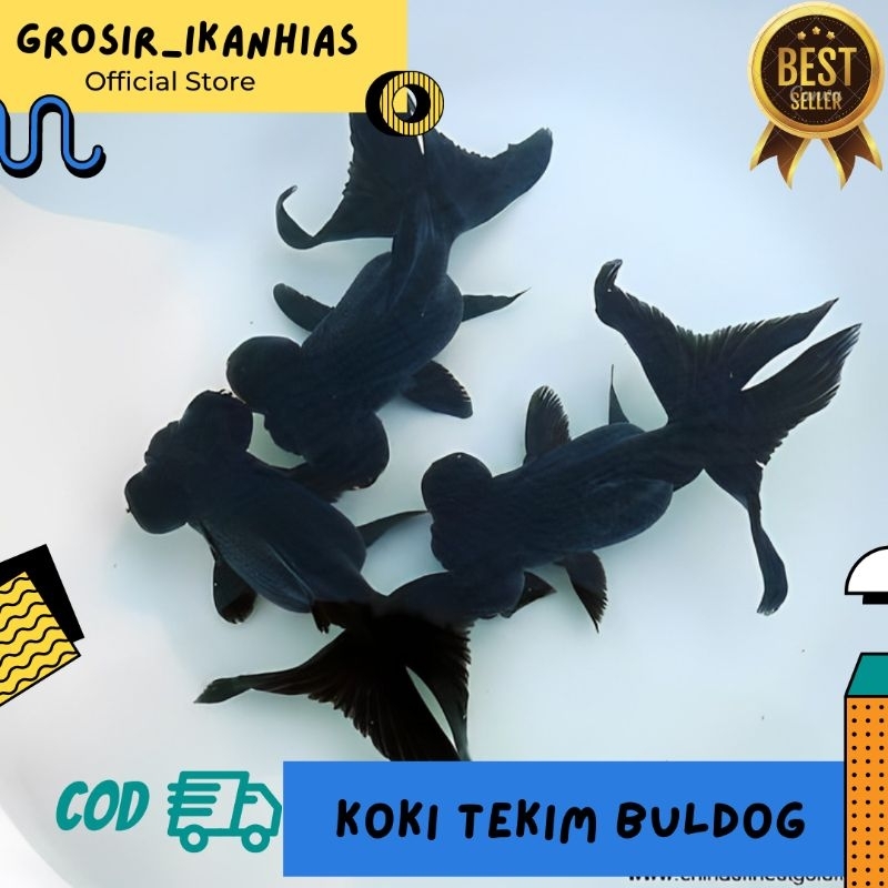 Hiasan Aquarium IKAN KOKI TEKIM BULDOG SZ JEMPOL KAKI BERKUALITAS TERBAIK DAN TERMURAHH
