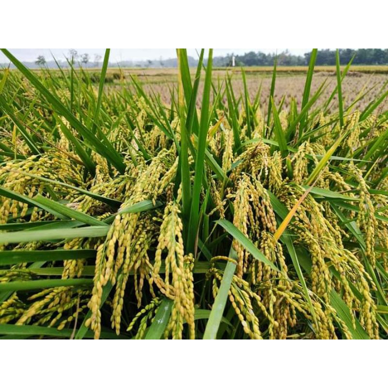 benih padi Jepang japonica 1kg padi jepang