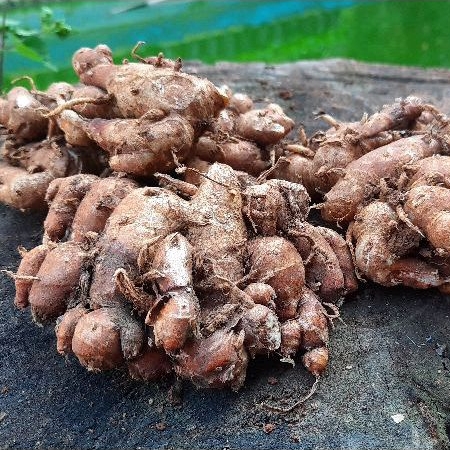 

Kencur seblak Cikur seblak segar