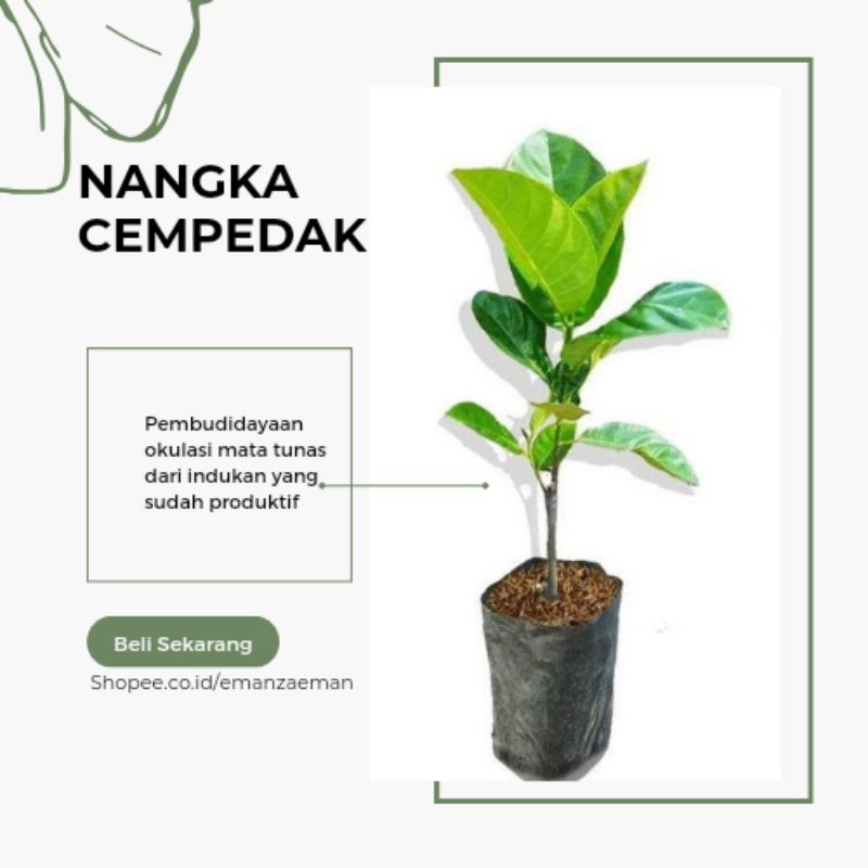 Bibit Nangka Cempedak Pohon Nangka Cempedak