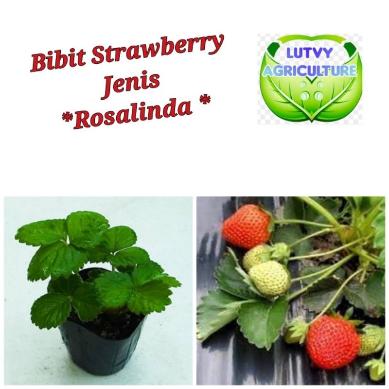 Bibit strawberry jenis Rosalinda