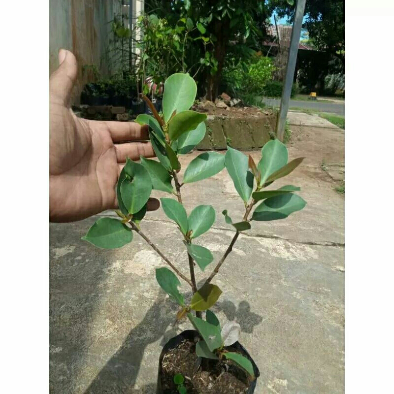 bibit iprik silver pucuk merah bahan bonsai