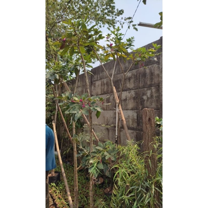 pohon tabebuya bunga merah 2 meter sudah bunga