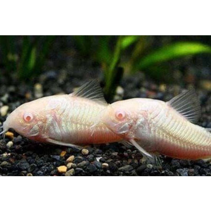 

ikan corrydoras albino, ikan pembersih ..