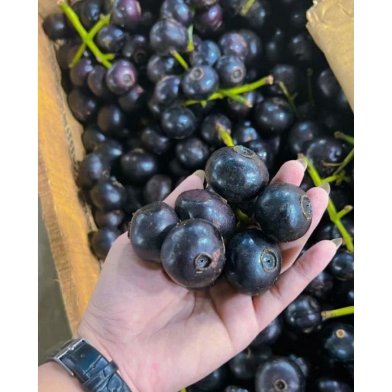 

BUAH GOWOK FRESH 1KG