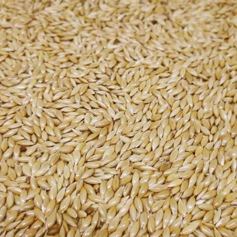 KENARI SEED 500gram polos bersih canary seed 1/2 kg