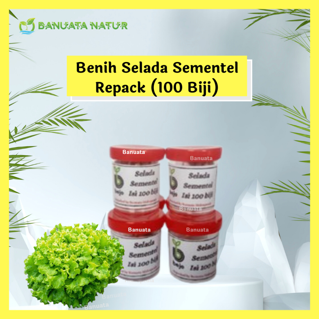 Benih Bibit Selada Import SEMENTEL Bejo Seed  (100 biji) Repack Berkualitas Banuata