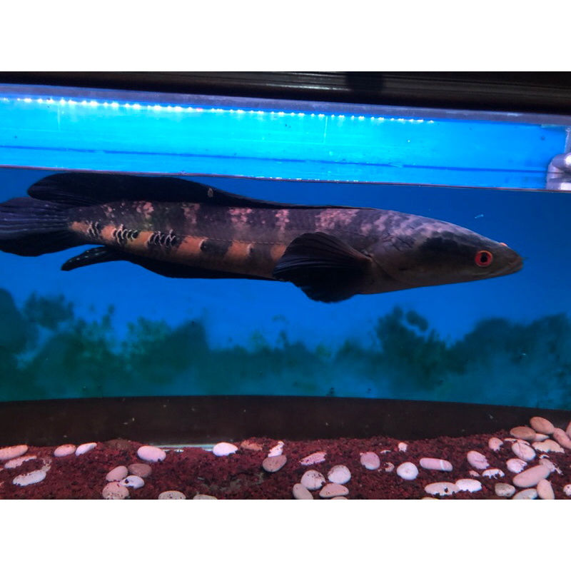 CHANNA MARU ORANGE RIAU JUMBO