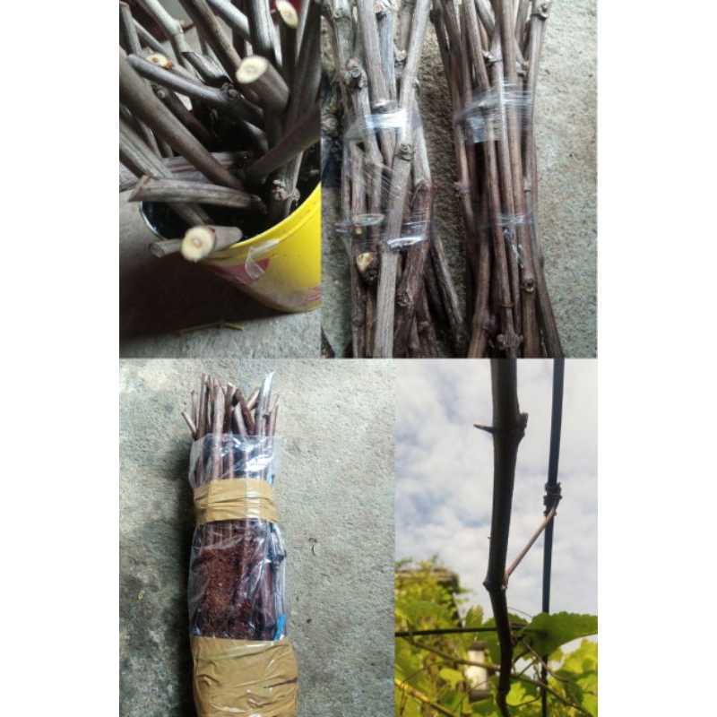 Beberapa Paket RS Import Couderc, CN, SO4, Kober5bb, Fre3dom & Entres Anggur import