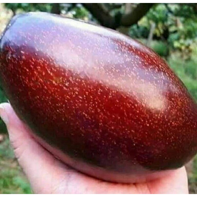 BIBIT ALPUKAT RED VIETNAM SUPER RIMBUN