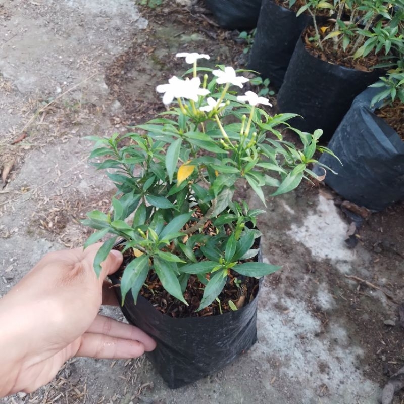 Tanaman hias rombusa hijau bahan bonsai