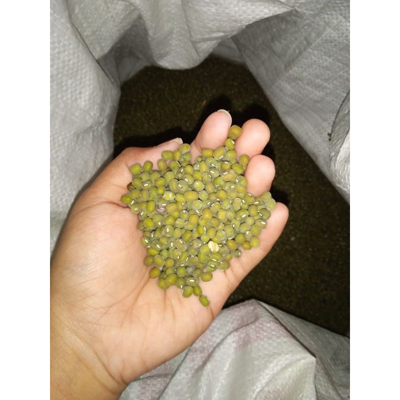 

Kacang hijau murah baru