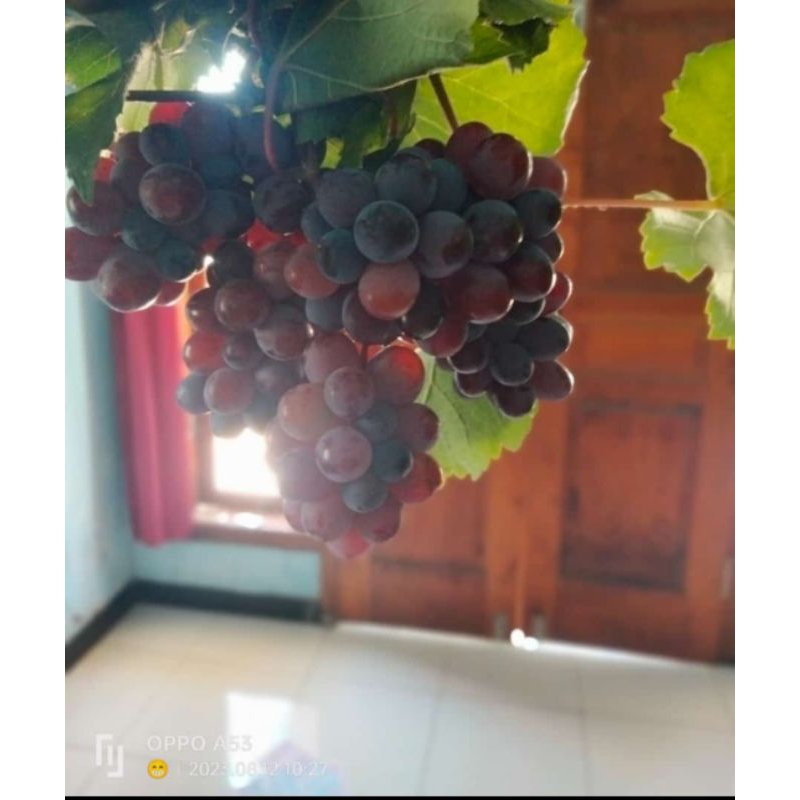 Anggur Jupiter Genjah
