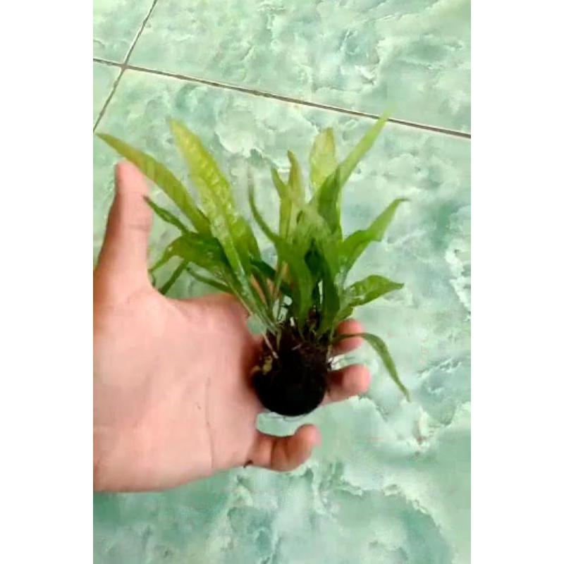 kadaka java fern media wabikusa hiasan aqrium