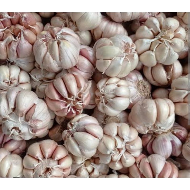 

Bawang Putih