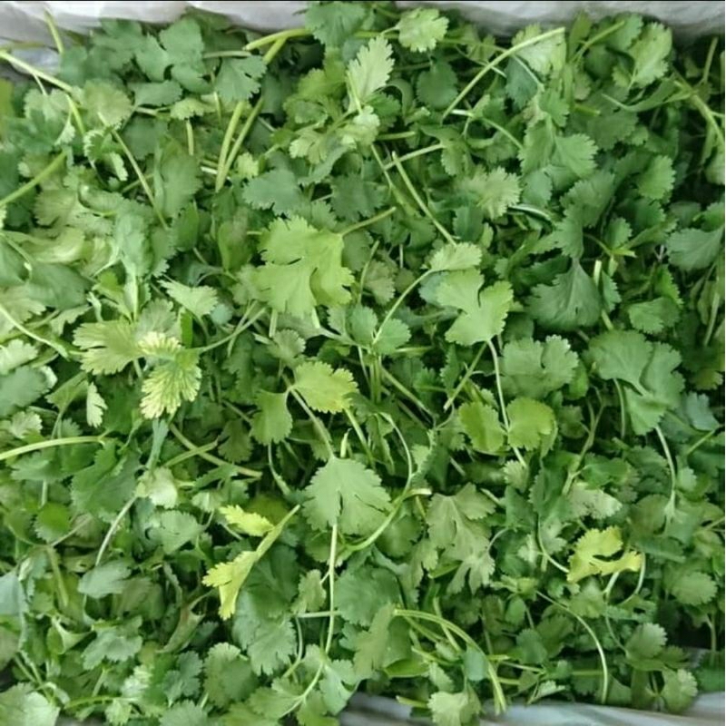 

Coriander - Cilantro - Ketumbar Import 100 gr