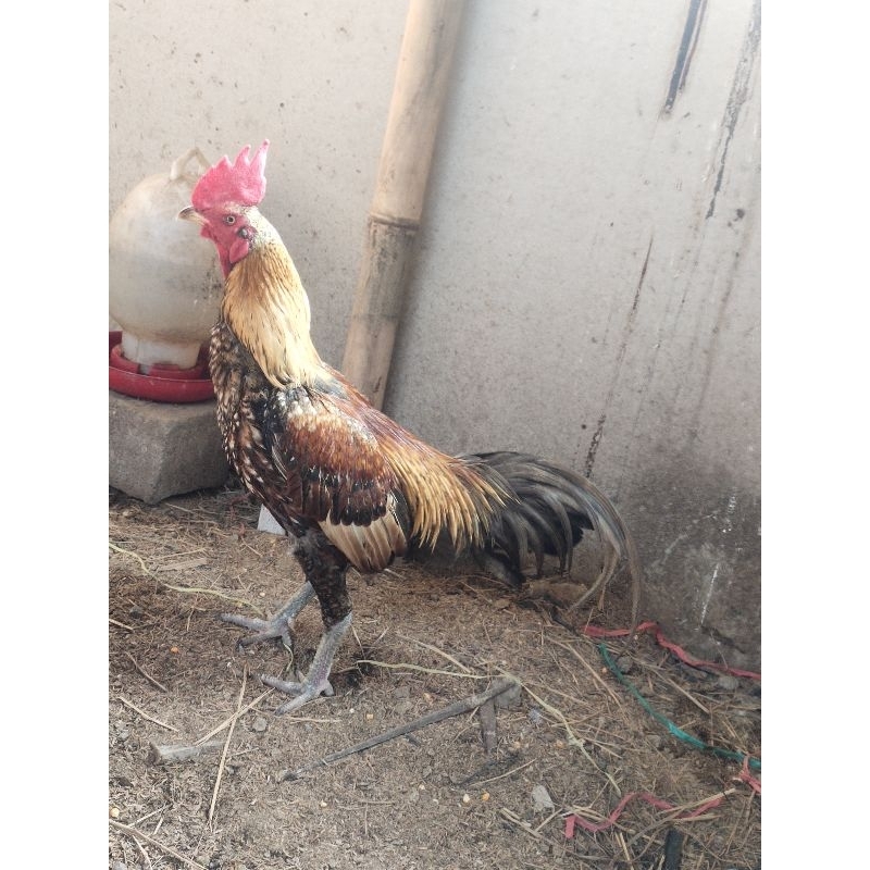 telur tetas ayam pama