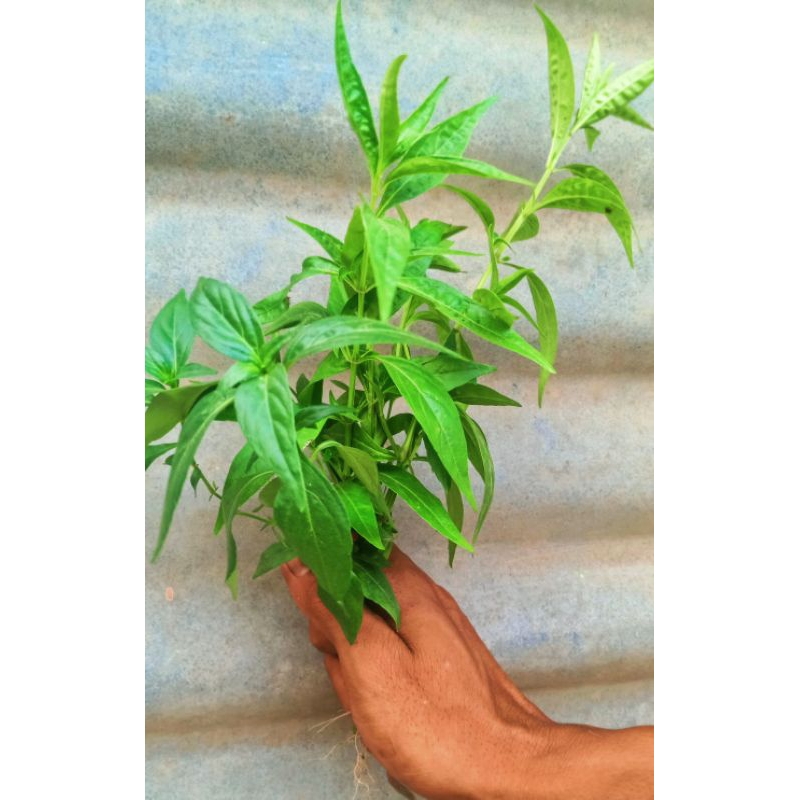 

daun sambiloto segar di jual per100 gram