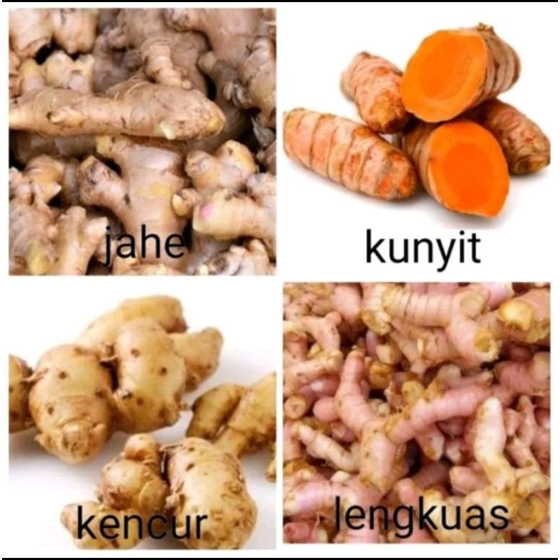 

Jahe / Lengkuas / Kunyit / Kencur Segar 1 Paket