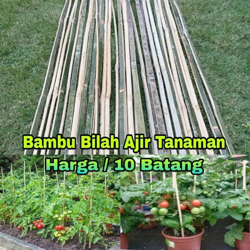 Paket 10 Batang Bambu Ajir / Bambu Ajir Tanaman / Bilahan Bambu Ajir Tanaman / Ajir Tanaman