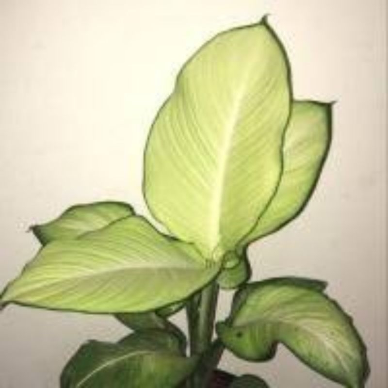 aglonema diven tissu / Pohon aglonema hidup / Tanaman diven tissu