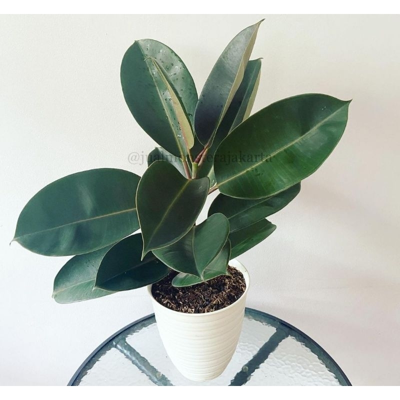 BISA COD hias karet kebo + pot putih karet kebo plus pot