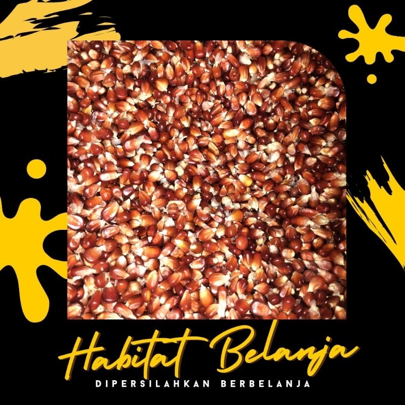 Jagung Manggis atau Jagung Ungu Untuk Burung Merpati