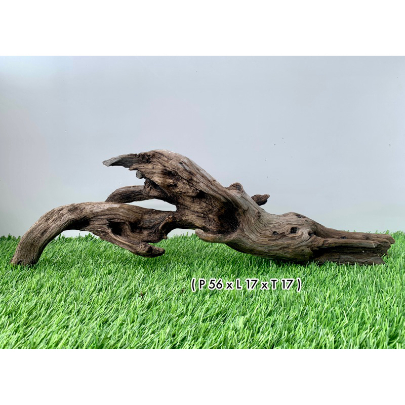 Kayu Santigi Laut Aquascape