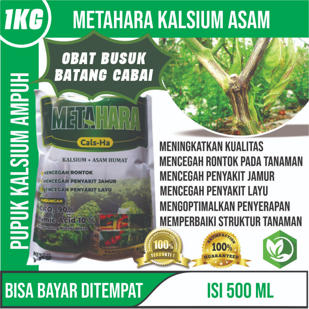 Obat Semprot Tanaman Cabe, Atasi Patek, Layu Daun Fusarium, Busuk Akar Cabe, Busuk Batang Cabe, Busu
