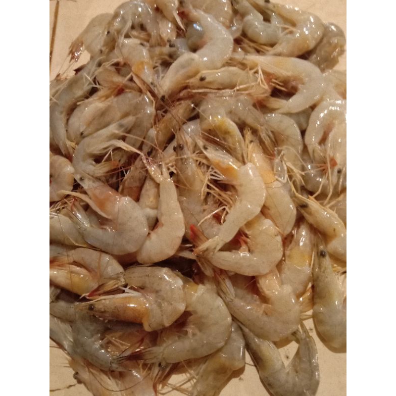 

udang laut segar