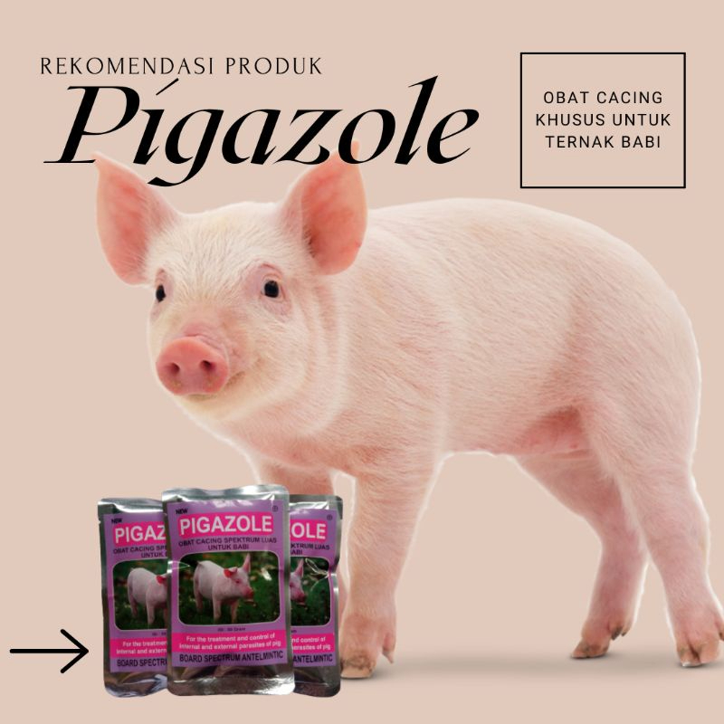 OBAT CACING BABI PIGAZOLE OBAT CACING KHUSUS TERNAK BABI