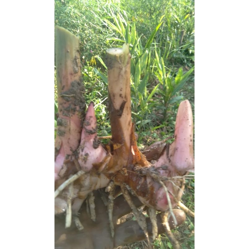 

lengkuas merah/galangal