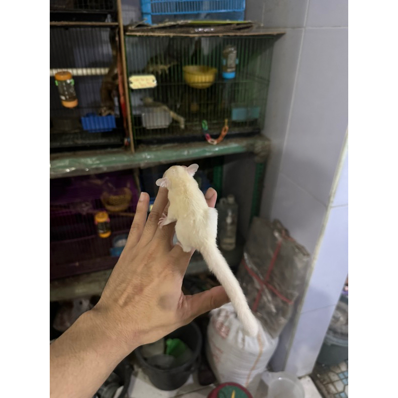 Sugar. Glider r Leucistic