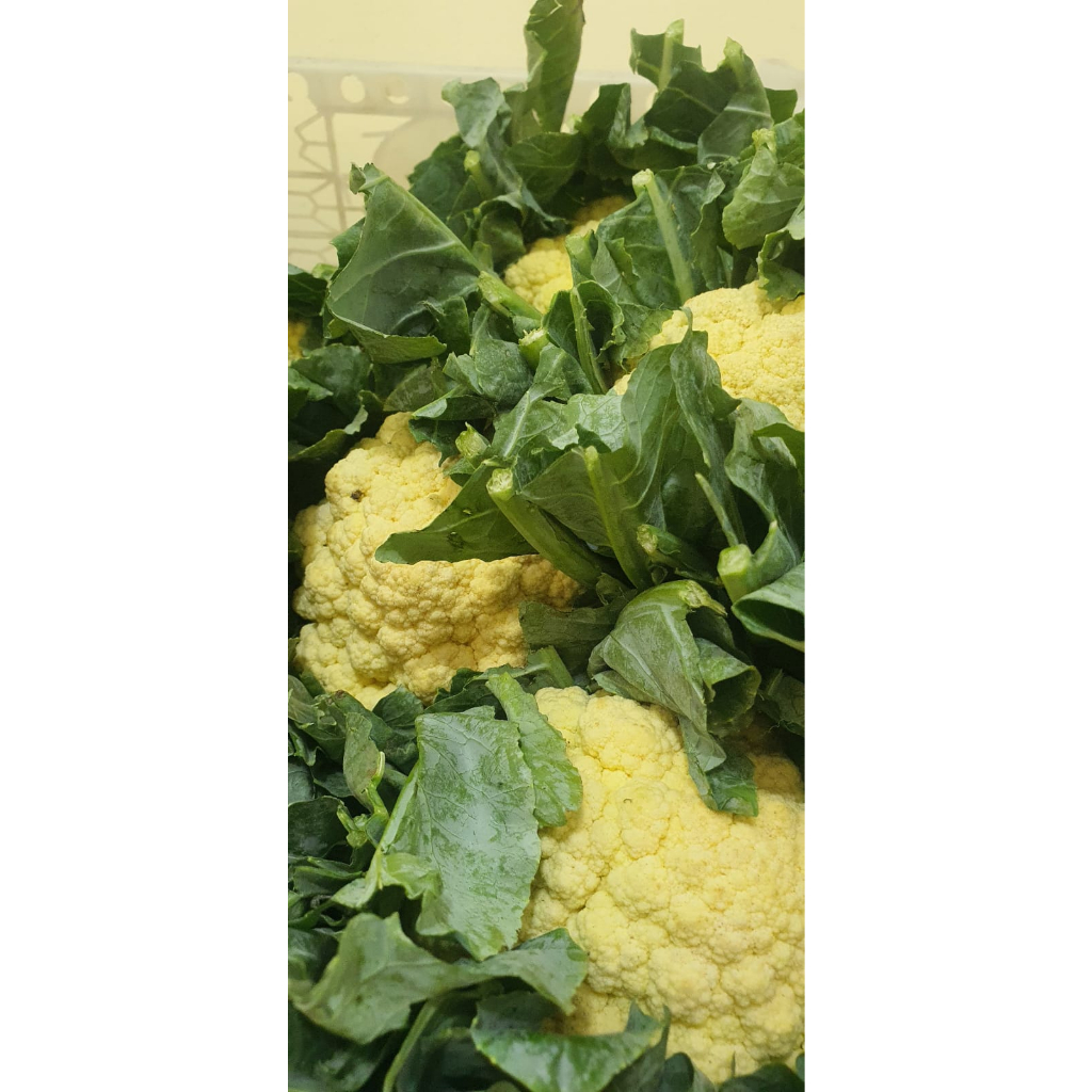 

KEMBANG KOL SEGAR 300 GRAM