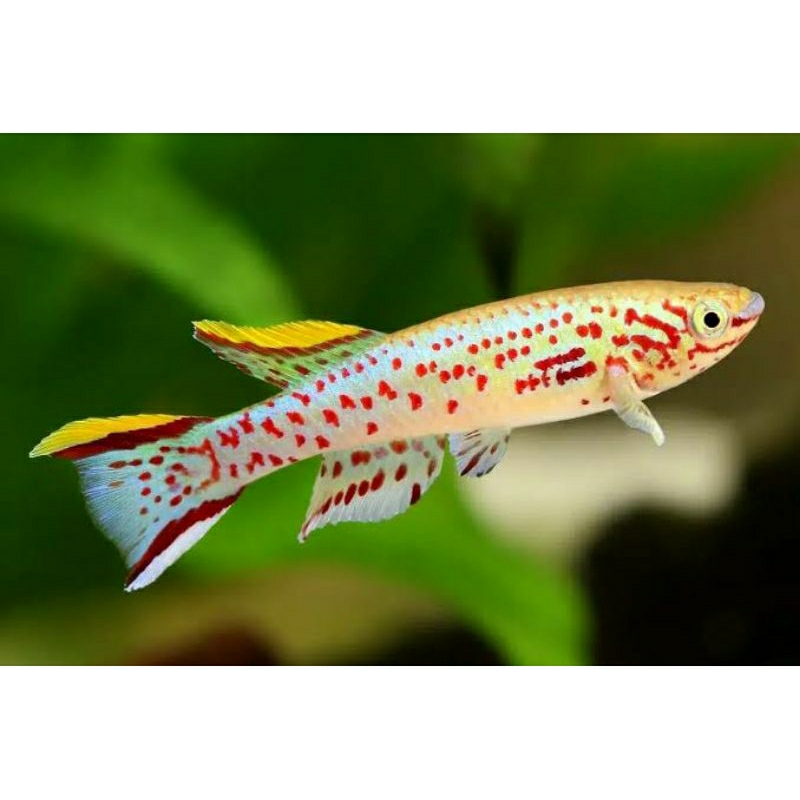 Hiasan Aquarium Killifish Gardneri