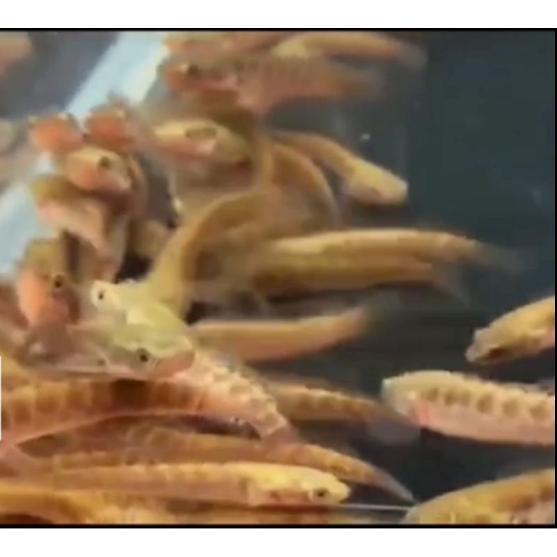 Baby AURANTI CB GRADE A++ SORTIRAN KERAS