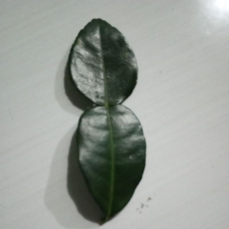 

Daun Jeruk Purut