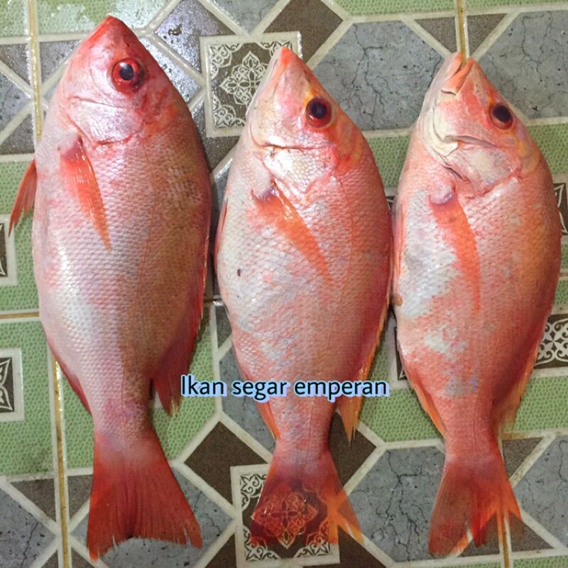 

Ikan Kakap Merah