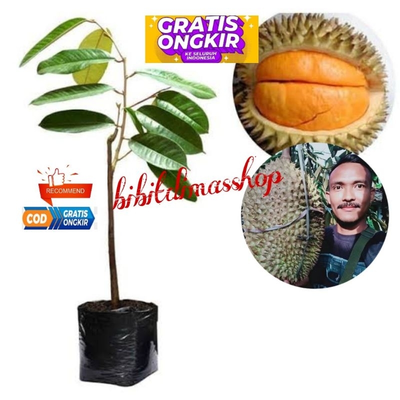 bibit durian simas (langka) cepat berbuah hasil okulasi