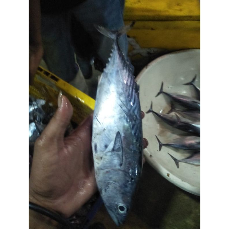 

Ikan Tongkol Segar 1kg