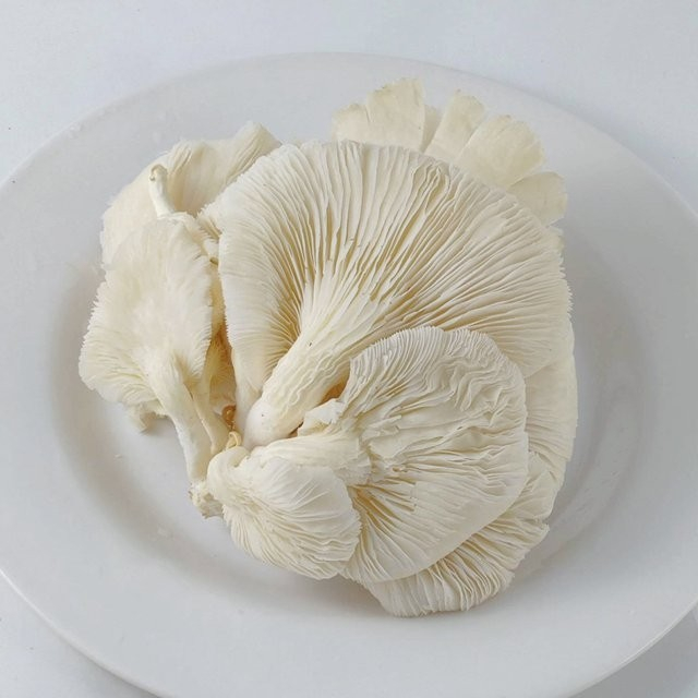 

jamur tiram 250 gr