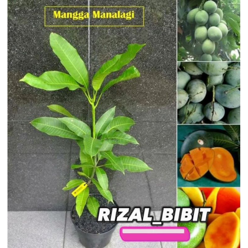 bibit mangga manalagi super